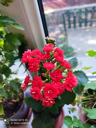 Другие товары для дома и сада: Продаю диффенбахии. Диффенбахия чистит воздух, помогая удалять из — 27