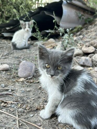 домики для котят: Кошка даром: Беспородная, 2 месяца, Мальчик, Приучена к лотку