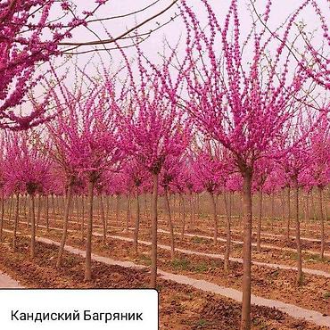 Кандиский багрянник (Cercis) — декоративное листопадное дерево с at lalafo.kg Кандиский багрянник (Cercis) — декоративное листопадное дерево с