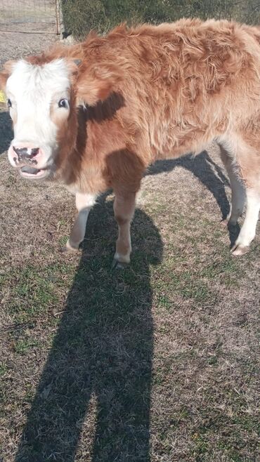 Dana, buzov: Dana, buzov, Dişi, ay: 12, Damazlıq, Ünvandan götürmə — 10