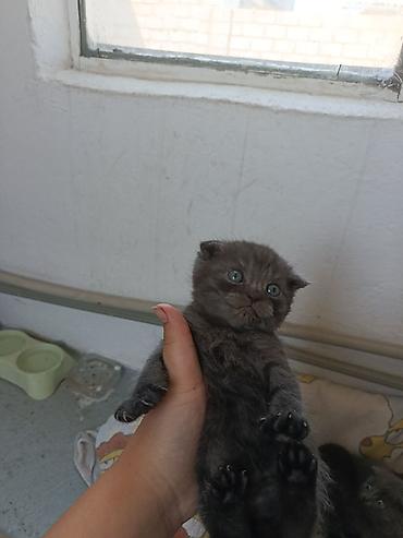 котята свинкс: 1 месяц, Мальчик, Серый, Приучена к лотку — 5