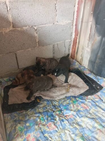 Собаки: Щенки пидбуля мешанные 1500 за щенка 2-е девочки месяц отроду