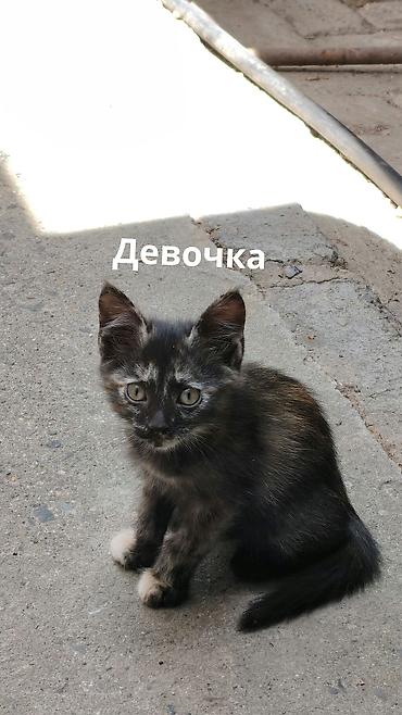 крысолов: Отдаю в добрые руки котят потомственных охотников-крысоловов один — 4
