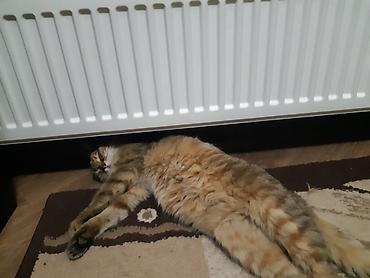 Стальные панельные радиаторы: Радиаторы стальные PURMO (Финляндия) - высокое качество! Повышенная — 9