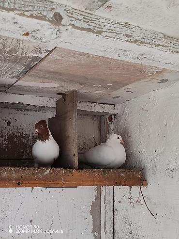 Göyərçinlər: Göyərçinlər — 6