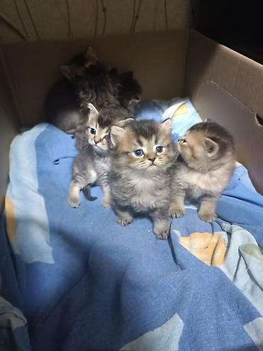 Pişiklər: Erkək, Dişi, Yaxşı əllərə, Pulsuz çatdırılma, Ödənişli çatdırılma, Ünvandan götürmə — 4