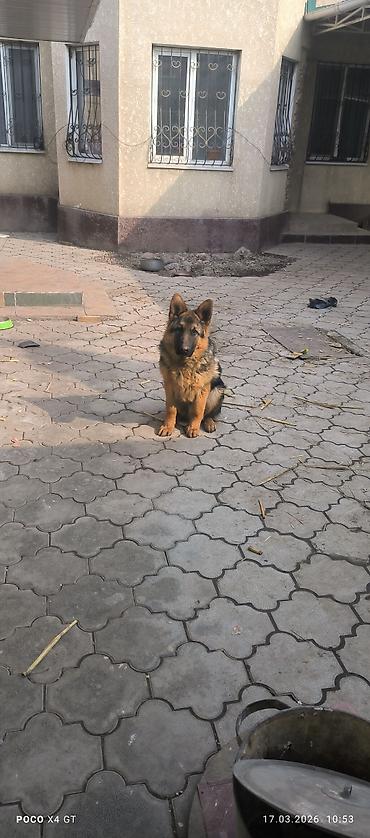 Продажа собак: Щенок немецкой овчарки Продаётся чистопородный щенок Немецкой — 6