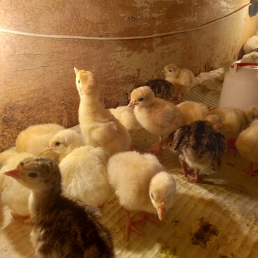 hind quşu satışı: Dişi, Kanada, Damazlıq, Ödənişli çatdırılma