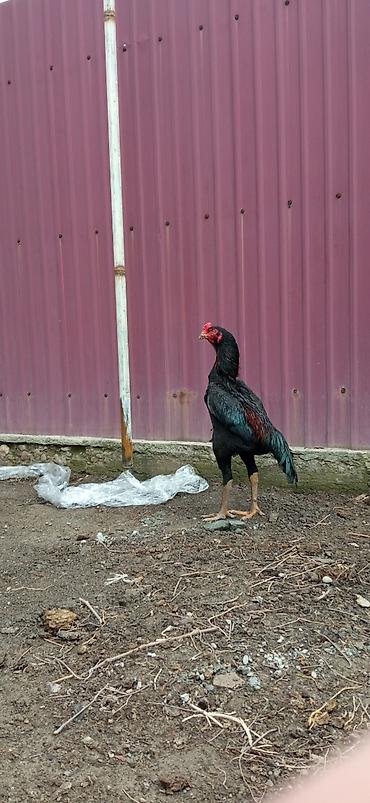 Птицы: На продажу два петушка дакан хороших кровей — 1