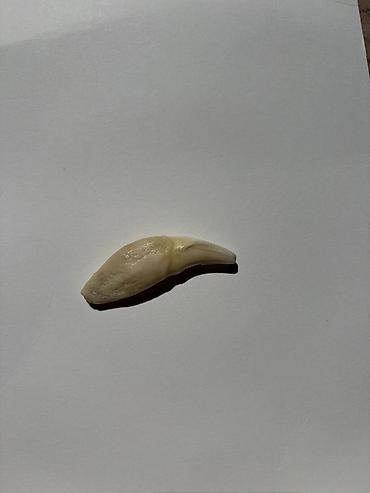 Kulonlar: Əsl canavar dişi — 5