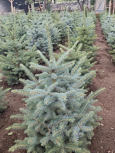 комтер: Ель колючая голубая (Picea pungens ‘Glauca’) — декоративные саженцы с — 3