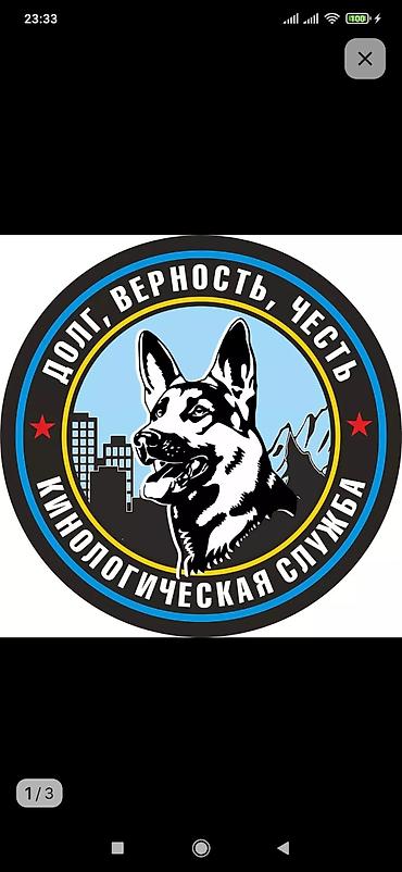 кой ош: Услуги кинолога: дрессировка, коррекция поведения и социализация — 1