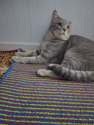 Отдам даром кошку: Кошка даром: Скотиш Страйт (Шотландская прямоухая), 10 месяцев, Мальчик, Приучена к лотку, Проглистована