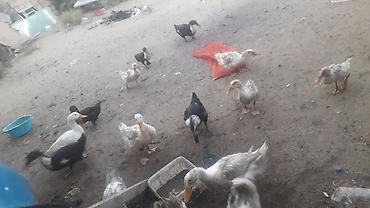 qara avstraloq: Dişi, Yumurtalıq, Ünvandan götürmə — 1