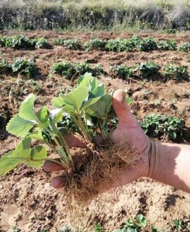 Semena i sadnice: Sadnice raznobojnih jagoda 
Cena: 150din/kom — 12