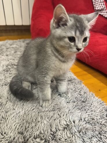котик в добрые руки: Табби