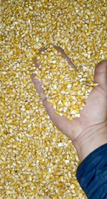 продать кукурузу: Жүгөрү Дүңүнөн, Акысыз жеткирүү