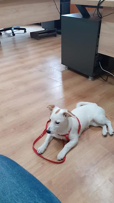 jack russel: Real alıcılar narahat eləsin qiymət 170 real alıcıya endirim cinsi — 2