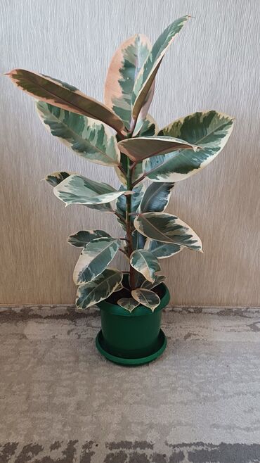 Фикусы: Фикус эластика. Триколор. - Высота растения: примерно 60–70 см от — 2