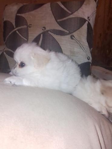 İtlər: Pekines — 8