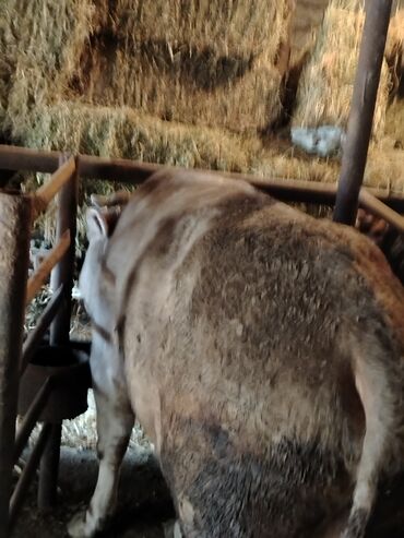 Inəklər, öküzlər: 6 baş dana satilir — 13