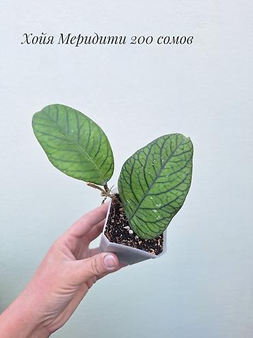 Хойялар: 🌿 Хойи разных сортов в продаже. Названия сортов и цены указаны на — 5