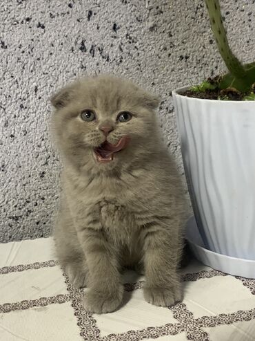 кошка вислоухая серая: Скотиш Фолд (Шотландская вислоухая), 1 месяц, Мальчик, Лиловый, Приучена к лотку