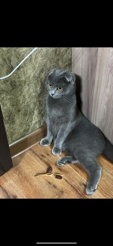 рыжий вислоухий кот купить: Продаю .Шотландская вислоухая кошка (Scottish Fold). Возраст 2 года