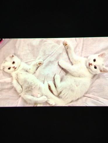 cat ruletka: Dişi, Yaxşı əllərə, Ödənişli çatdırılma — 1