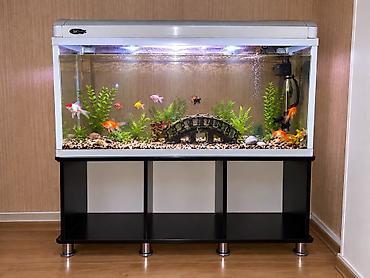 Аквариумный комплект SeaStar на тумбе - Прямоугольный аквариум at lalafo.kg Аквариумный комплект SeaStar на тумбе - Прямоугольный аквариум