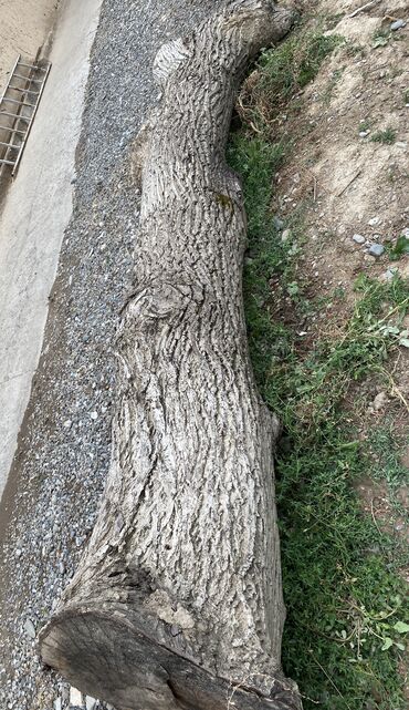 Другие строительные материалы: Продаю ореховое дерево, уже отрубленное 4м+