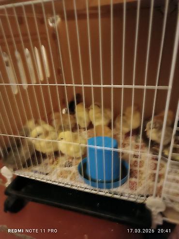 Cücələr: Toyuq cücələri, Ətlik, Ünvandan götürmə — 7