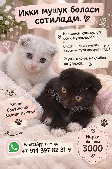 Продажа кошек: Шотландские вислоухие котята - Два очаровательных вислоухих котёнка — 1