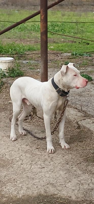 İtlər: Pitbul, 10 ay, Erkek, Peyvəndli — 11