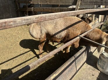 кормовая соль для животных: Продаю | Овца (самка)
