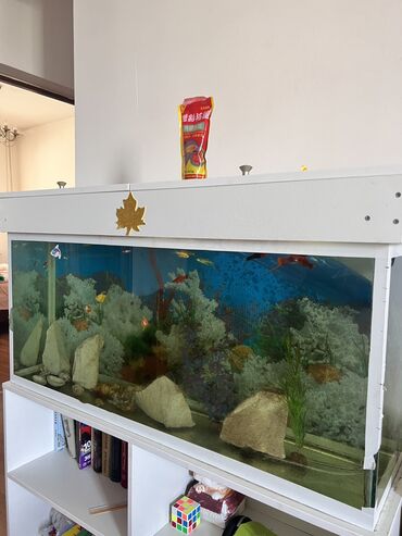 аквариум для рыб: Аквариум 100л