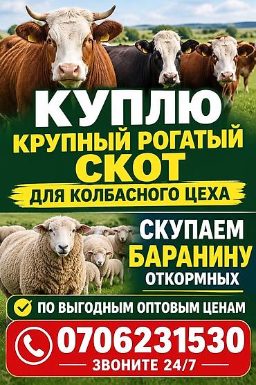 животный ххх: Колбасный цех : Коровы, быки, | Круглосуточно — 1