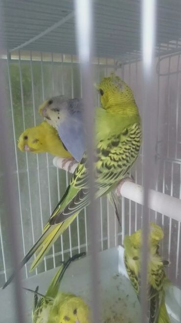 Tutuquşları: Yaponiclər və yaponicdən dömmələr — 8