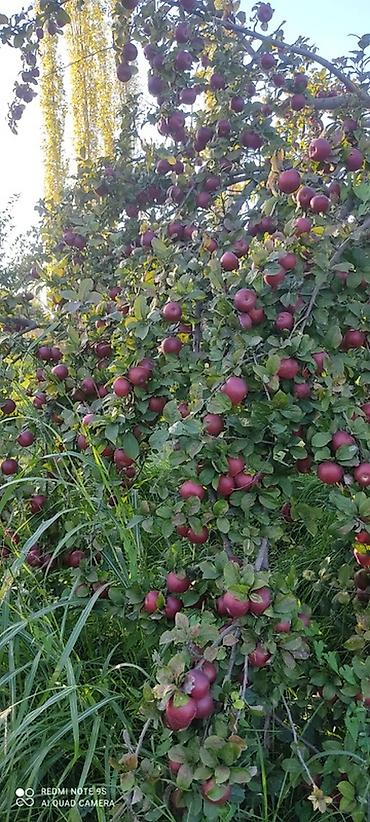 ev gulleri ve adları: 🍎 Satılır Bağ – Qızıləhməddi Alma Bağı🍎 Əla fürsət! Məhsuldar və — 8