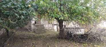 Bağ evlərinin satışı: Bağ sahəsi və köhnə tikili - Geniş, yaşıllıqla əhatələnmiş bağ — 2