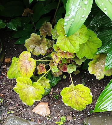 Другие садовые цветы и кустарники: Продаю гейхеру. В коллекции более 80 сортов. Звоните по тел. Вацап — 17