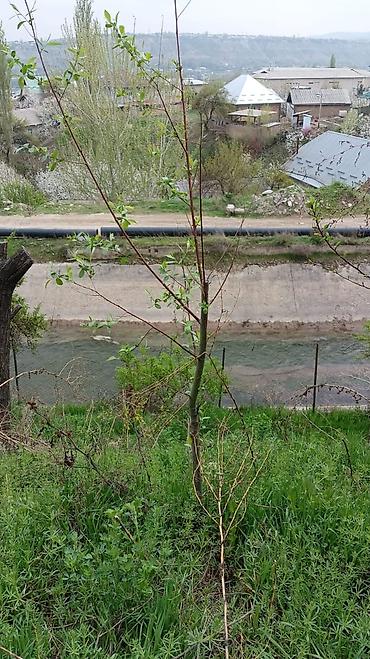 Продажа коттеджей и домов: Продаётся дом с большим участком — 5