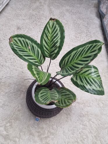 клем ковер: Калатея (Calathea) в декоративном кашпо. - Эффектные овальные листья