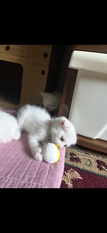 котята сибирской кошки купить: Белоснежные котята с короткой шерстью и ярко‑голубыми глазами. Ушки — 2