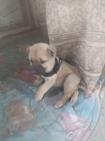heyvanlara verilen xususi adlar: 1 месяц
