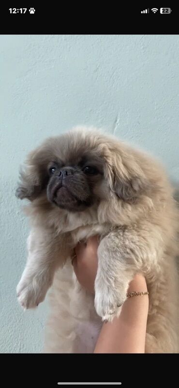 coban it: Pekines, 4 ay, Dişi