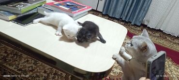 Pişiklər: Britan yastı qulaq, Erkək, Yaxşı əllərə — 10