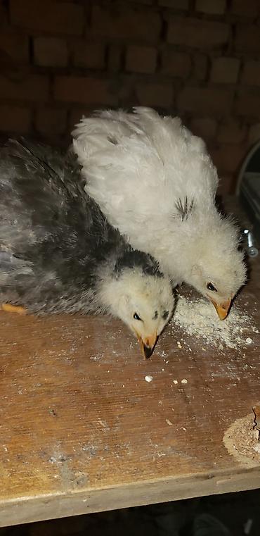Куры, петухи: Продаю | Цыплята | Для разведения — 4