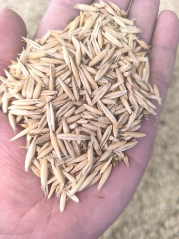 продажа домашних животных: Продаю овес,из под комбайна,сухой.г.Кант