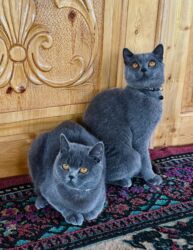 Gəmiricilər: Britan, Erkək, Dişi, Ödənişli çatdırılma